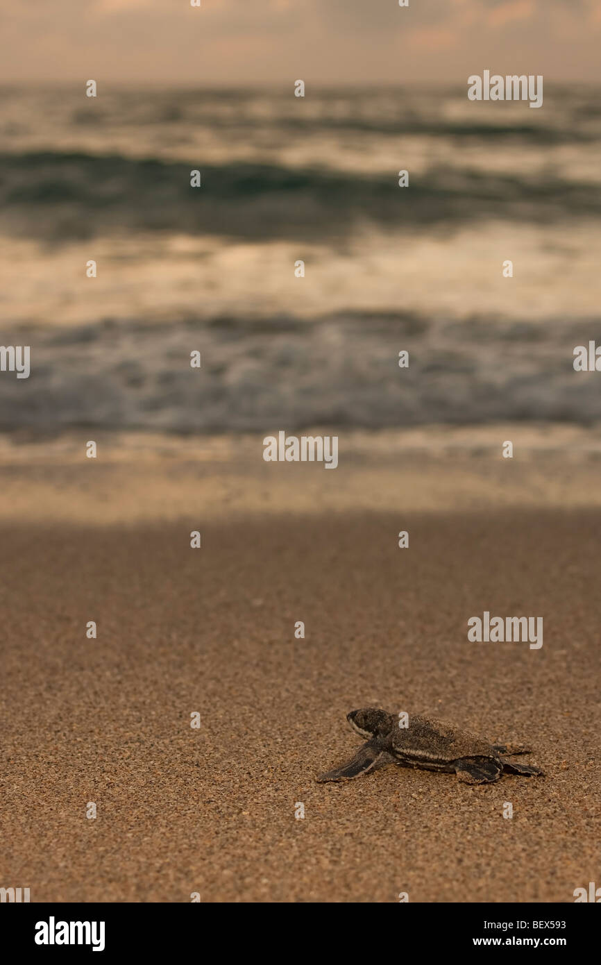 Liuto sea turtle hatchling Foto Stock