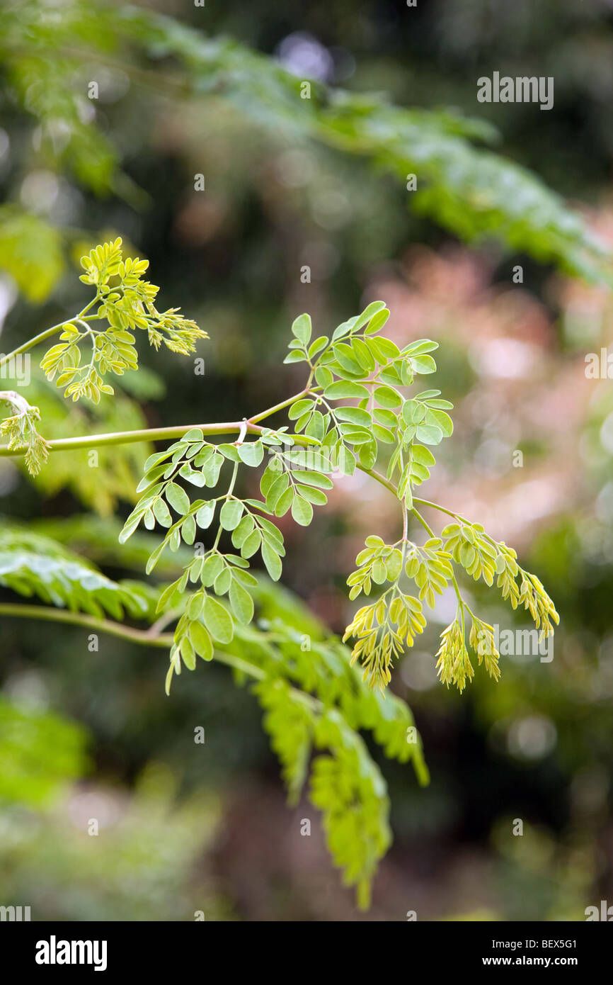 Moringa Oleifera rami con un fuori fuoco sfondo. Foto Stock