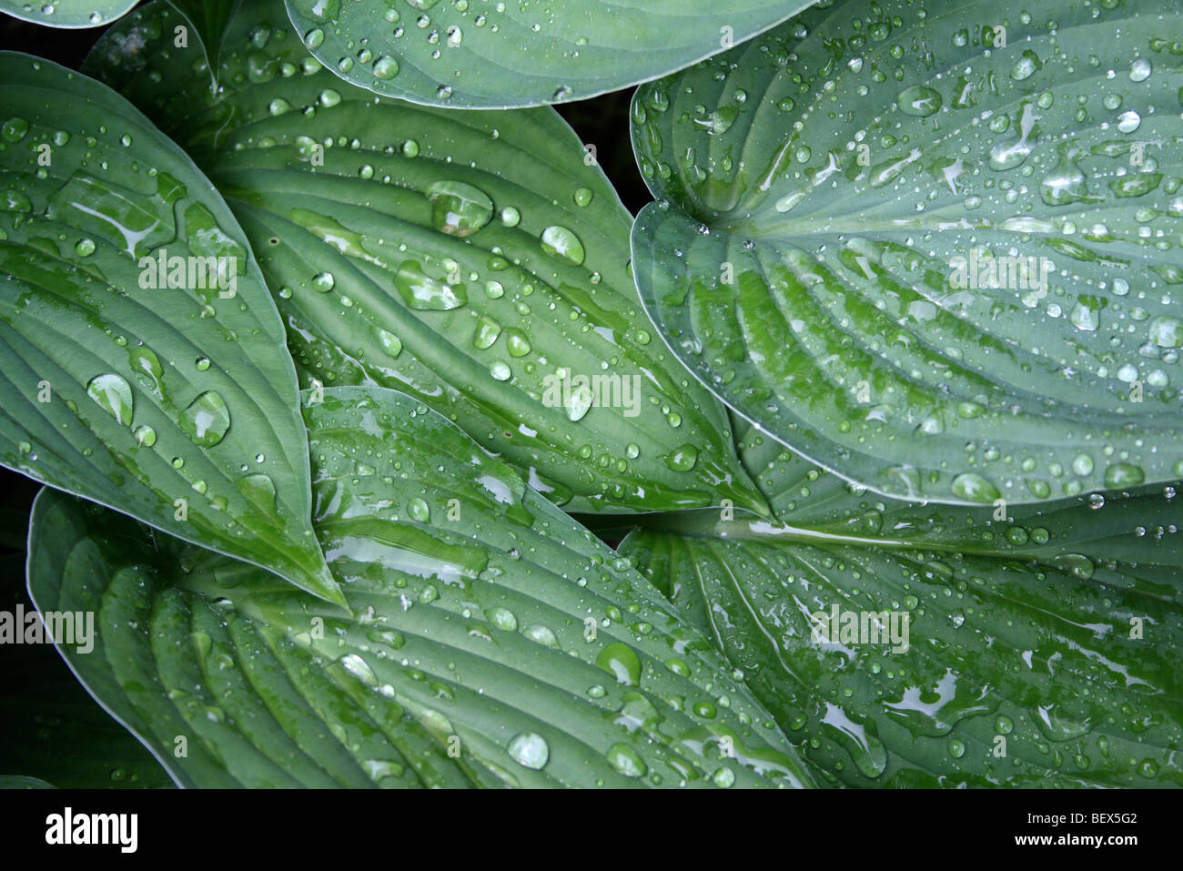 Hosta lascia con gocce di pioggia Foto Stock