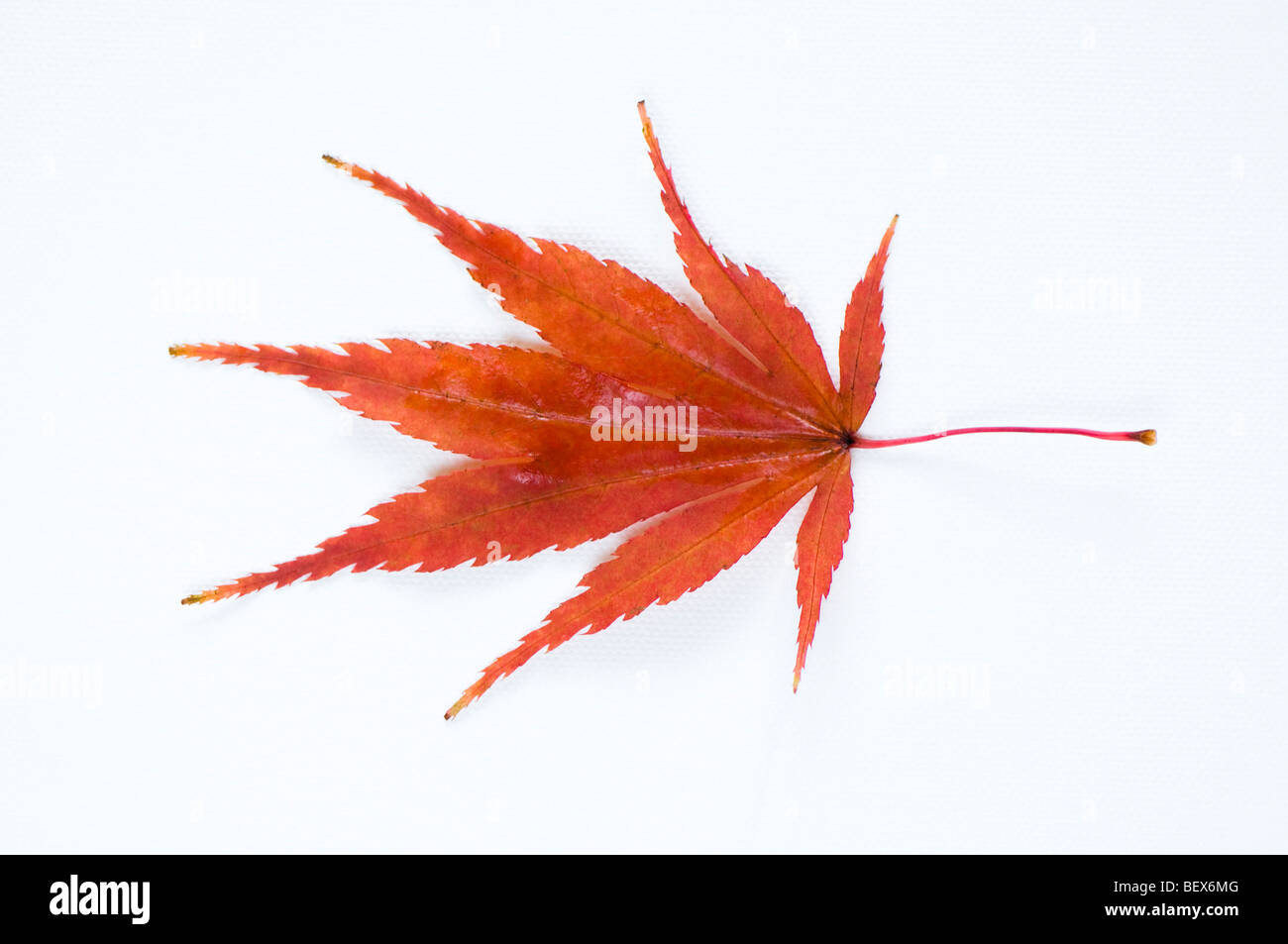 Acer palmatum s matsumurae foglia contro uno sfondo bianco Foto Stock