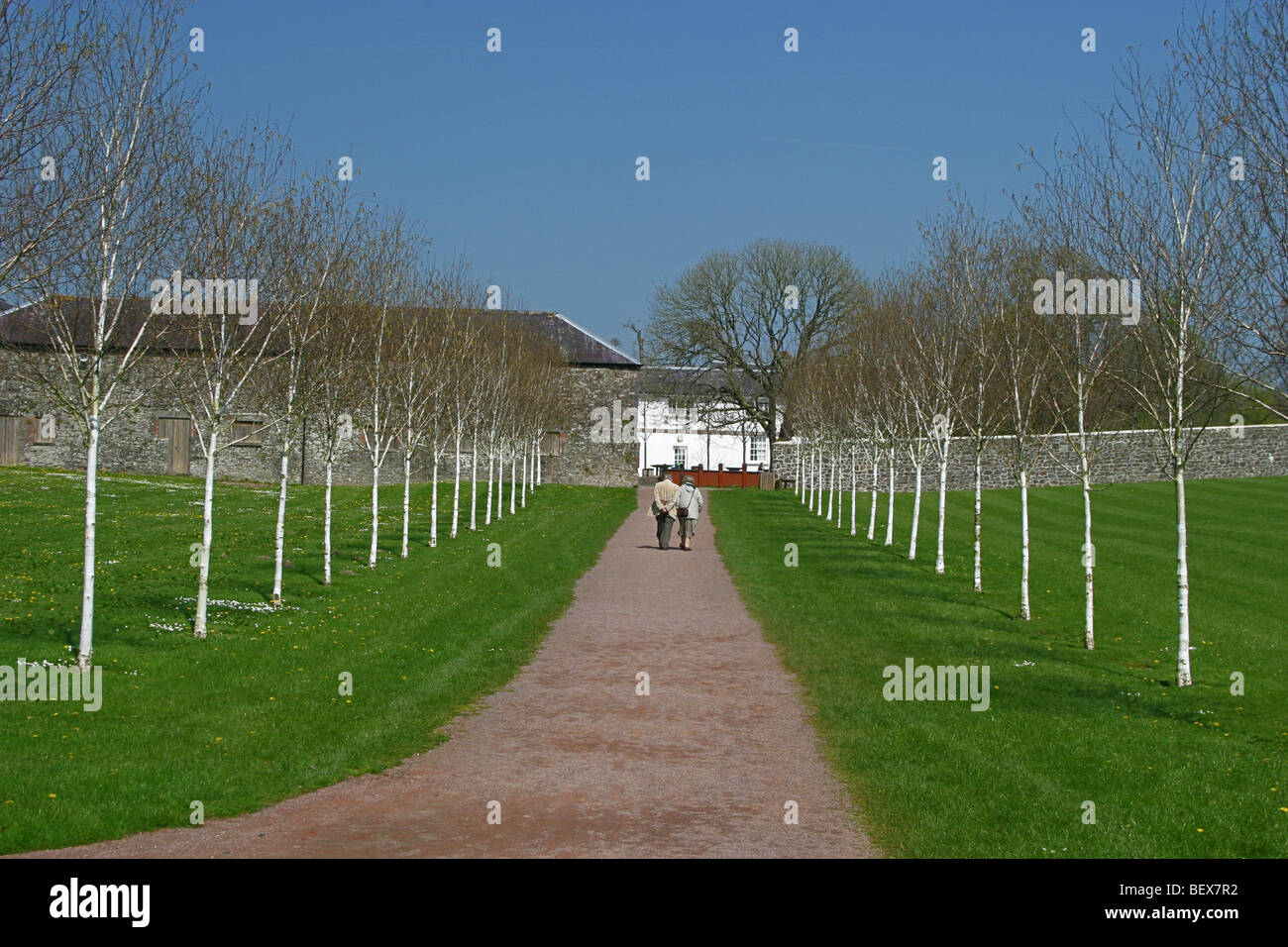 Viale di alberi di betulla che portano al blocco stabile, Giardino Botanico nazionale del Galles, Llangarthne, Carmarthenshire, Wales, Regno Unito Foto Stock