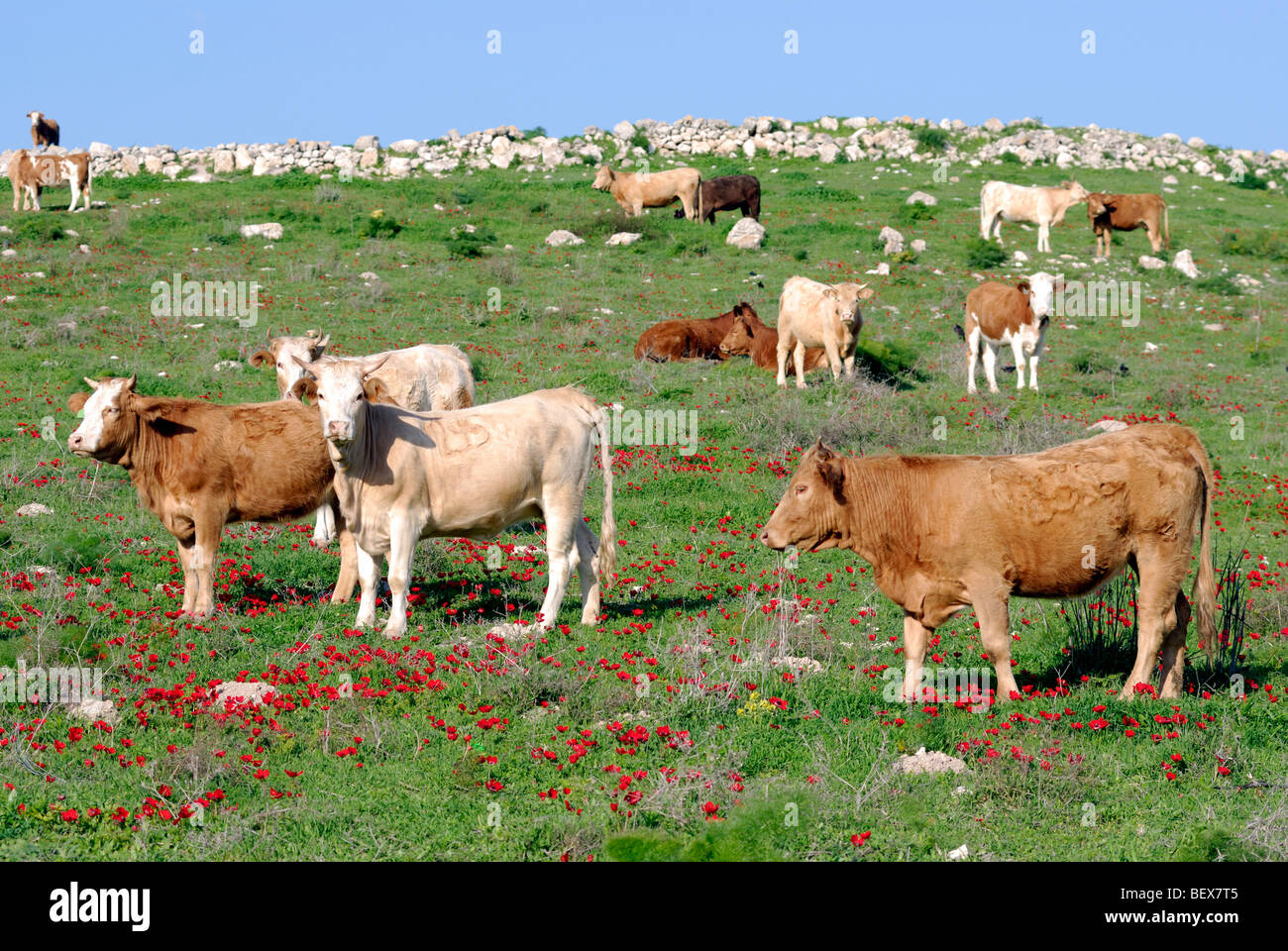 Israele Negev, Lakish regione, roaming libero il pascolo di bestiame nei campi Foto Stock