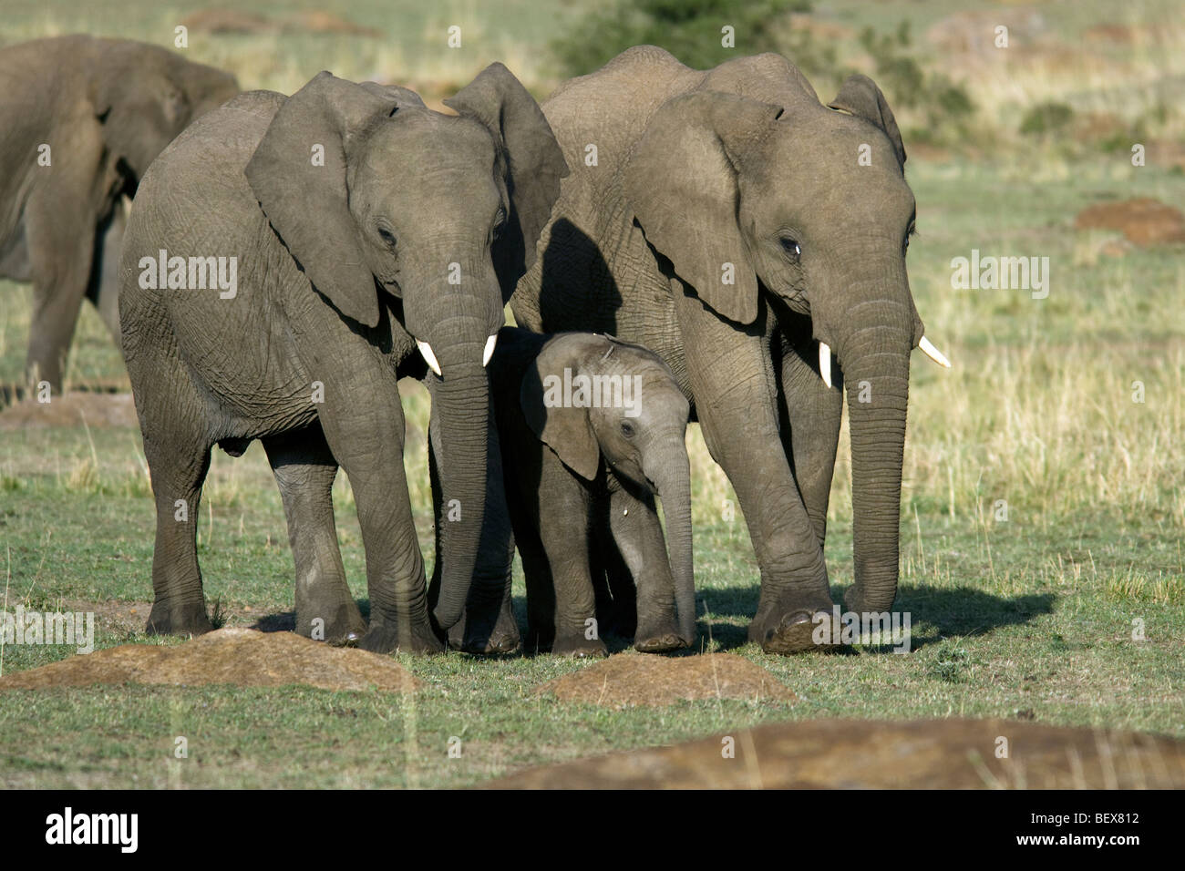 Elefante africano - Masai Mara riserva nazionale, Kenya Foto Stock