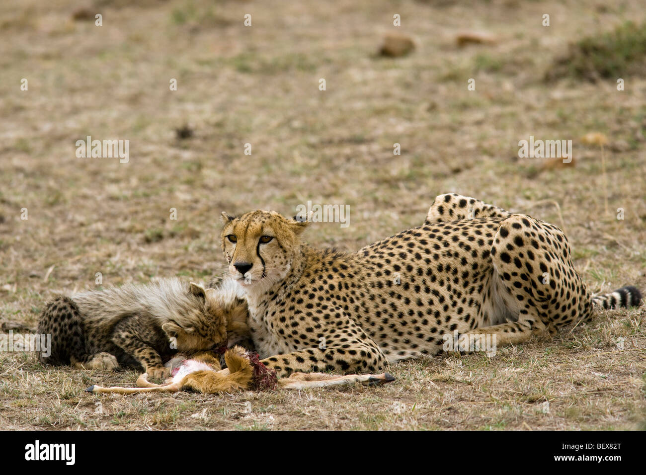 Cheetah con kill - Masai Mara riserva nazionale, Kenya Foto Stock