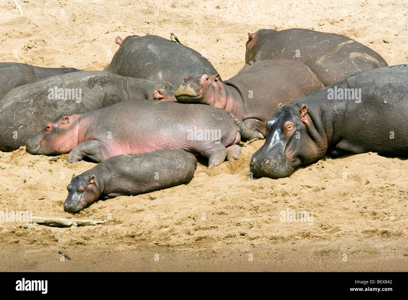Ippopotamo - Masai Mara riserva nazionale, Kenya Foto Stock