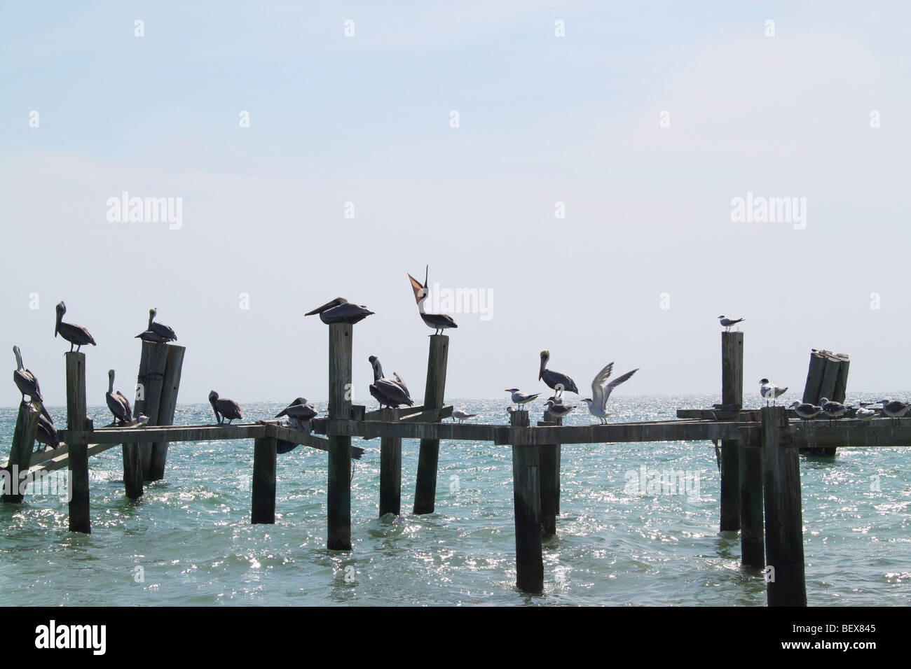 Pellicani su un molo in disuso, lungo Cancun Riviera Maya, Messico Foto Stock