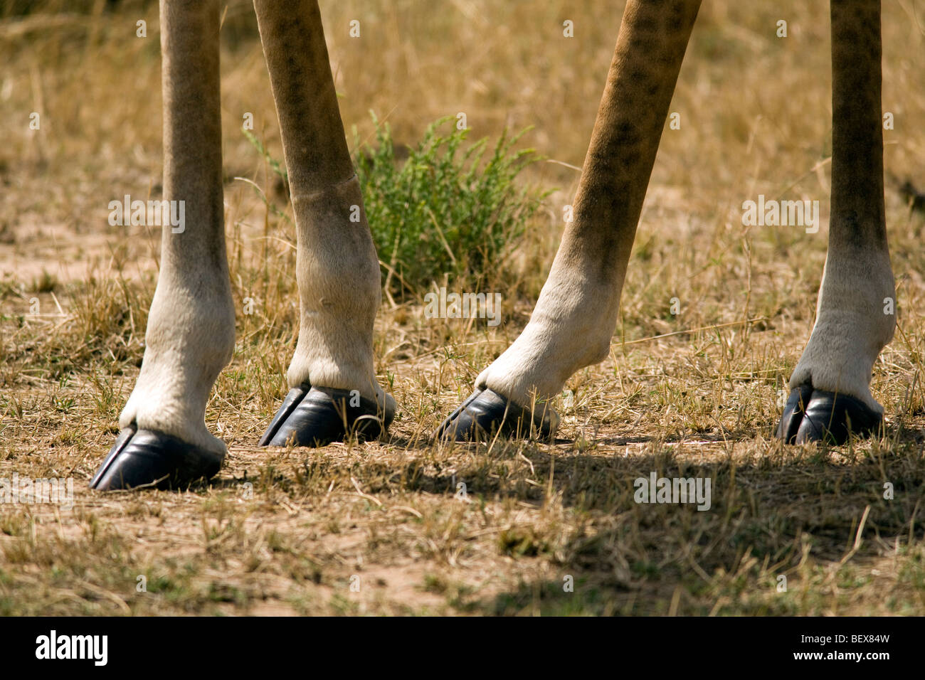 Masai Giraffe gambe - Masai Mara riserva nazionale, Kenya Foto Stock