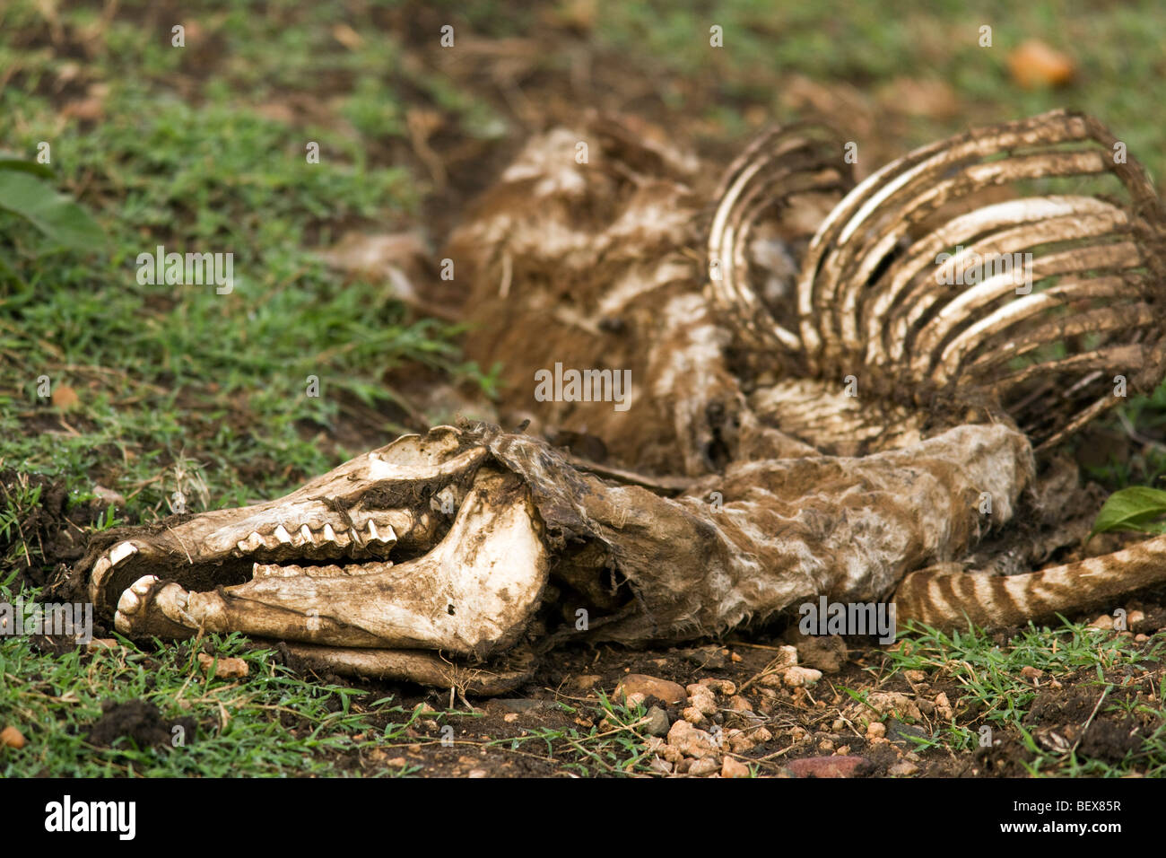 Carcassa Zebra - Masai Mara riserva nazionale, Kenya Foto Stock