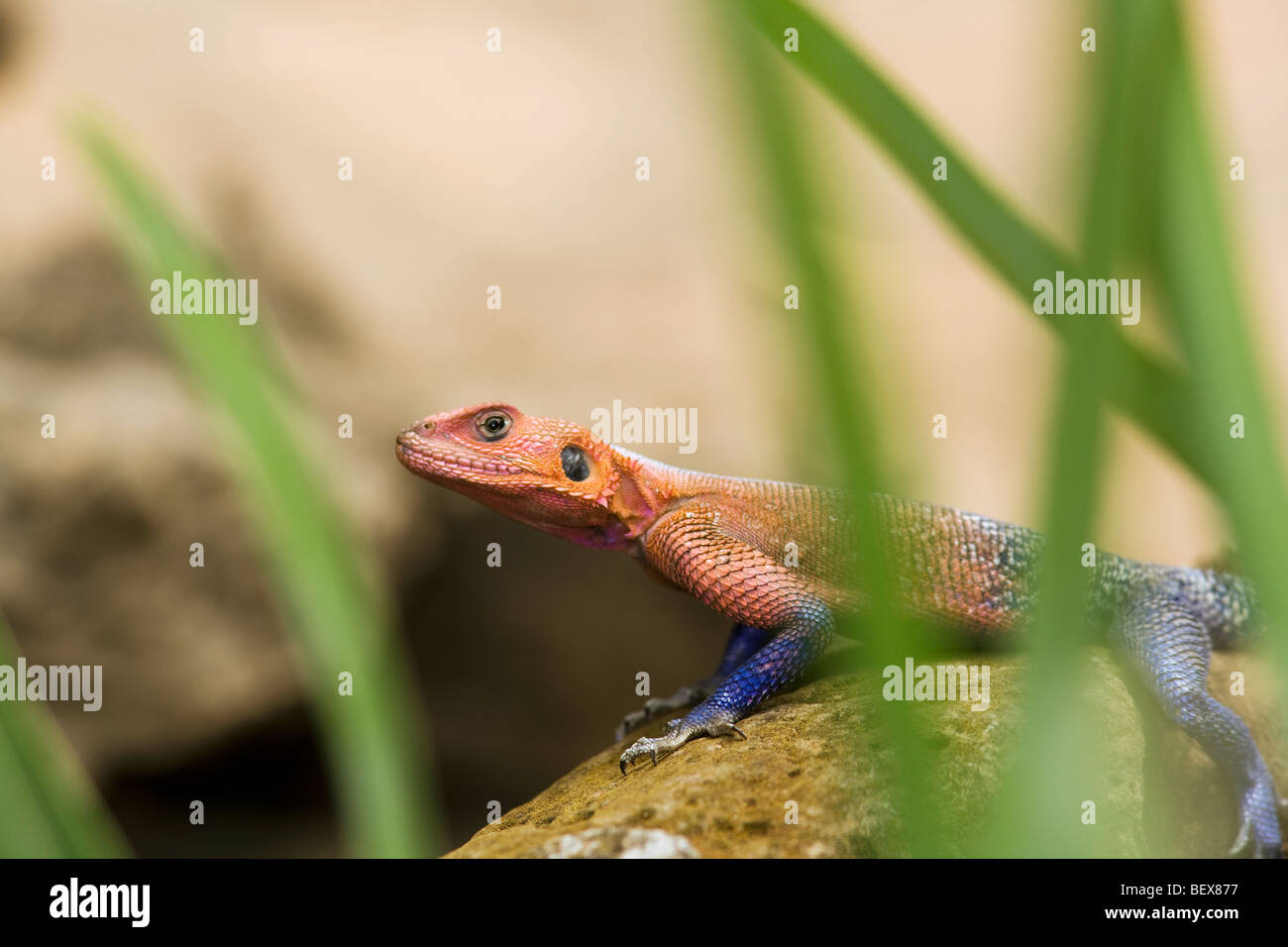 Agama Lizard - Masai Mara riserva nazionale, Kenya Foto Stock