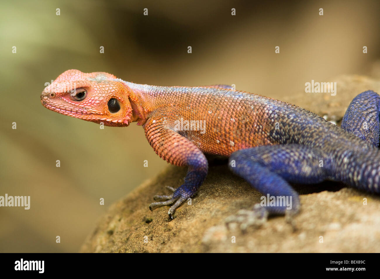 Agama Lizard - Masai Mara riserva nazionale, Kenya Foto Stock