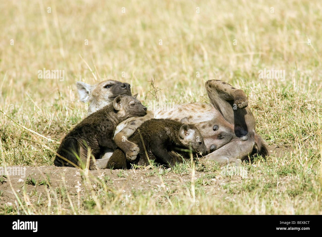 Baby Spotted Iena con la madre - Masai Mara riserva nazionale, Kenya Foto Stock