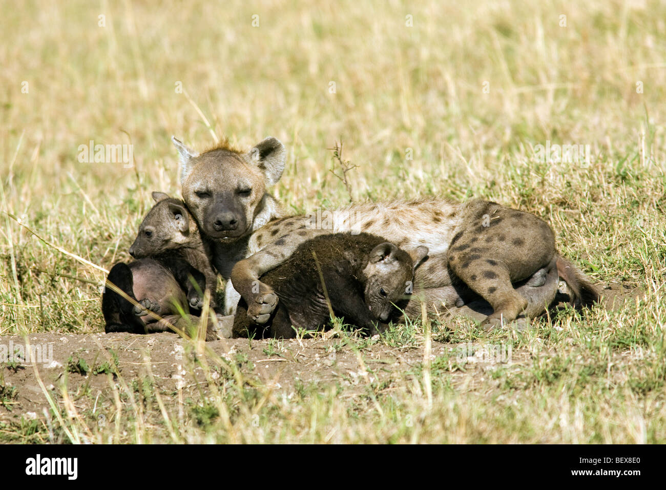 Baby Spotted Iena con la madre - Masai Mara riserva nazionale, Kenya Foto Stock
