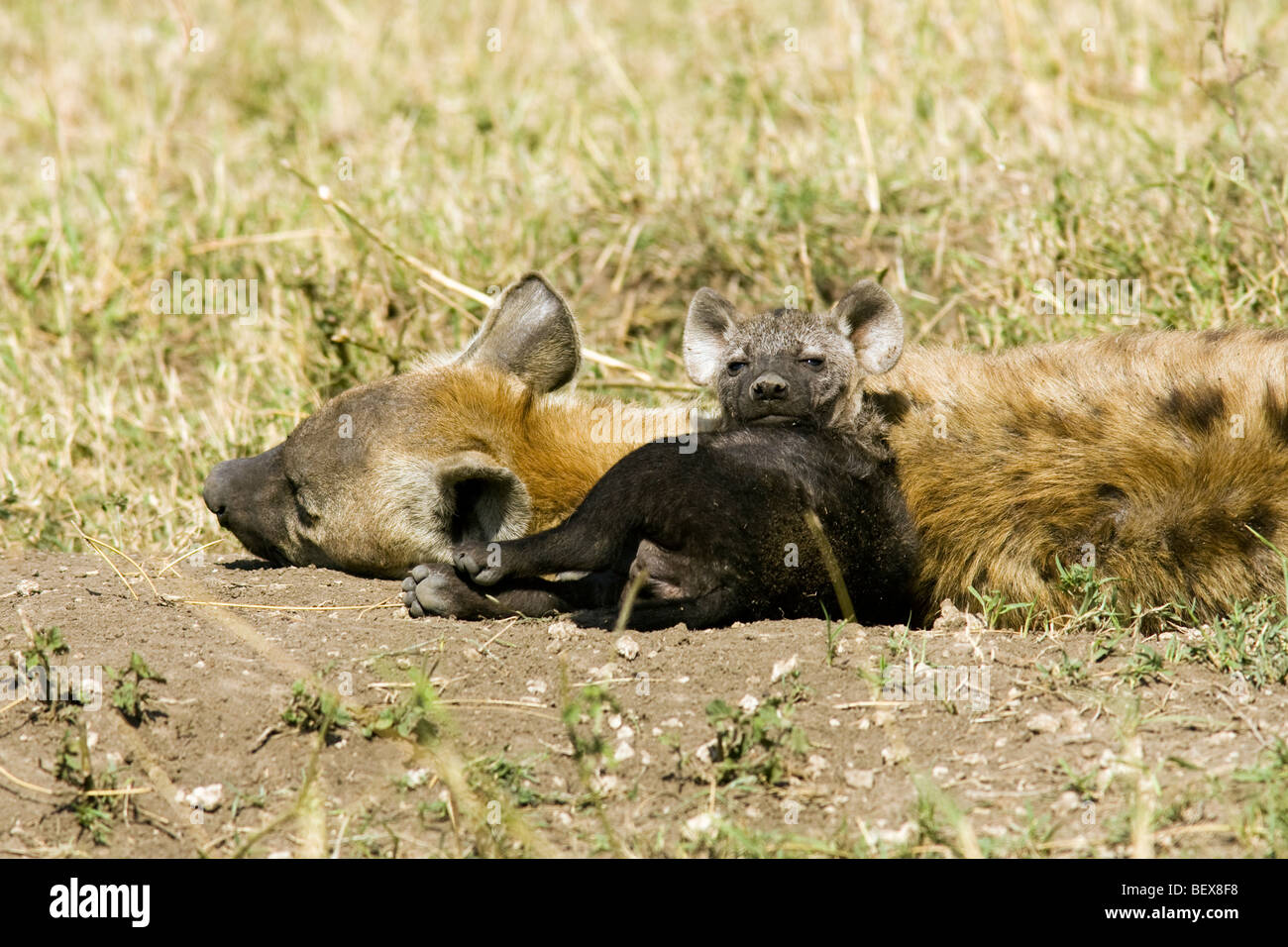 Baby Spotted Iena con la madre - Masai Mara riserva nazionale, Kenya Foto Stock