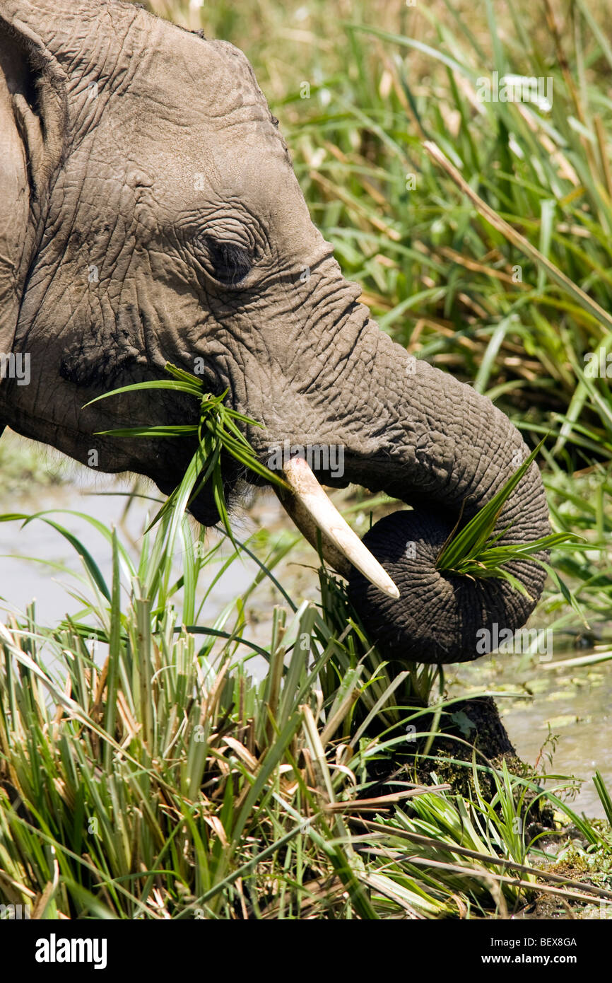 Elefante africano - Masai Mara riserva nazionale, Kenya Foto Stock
