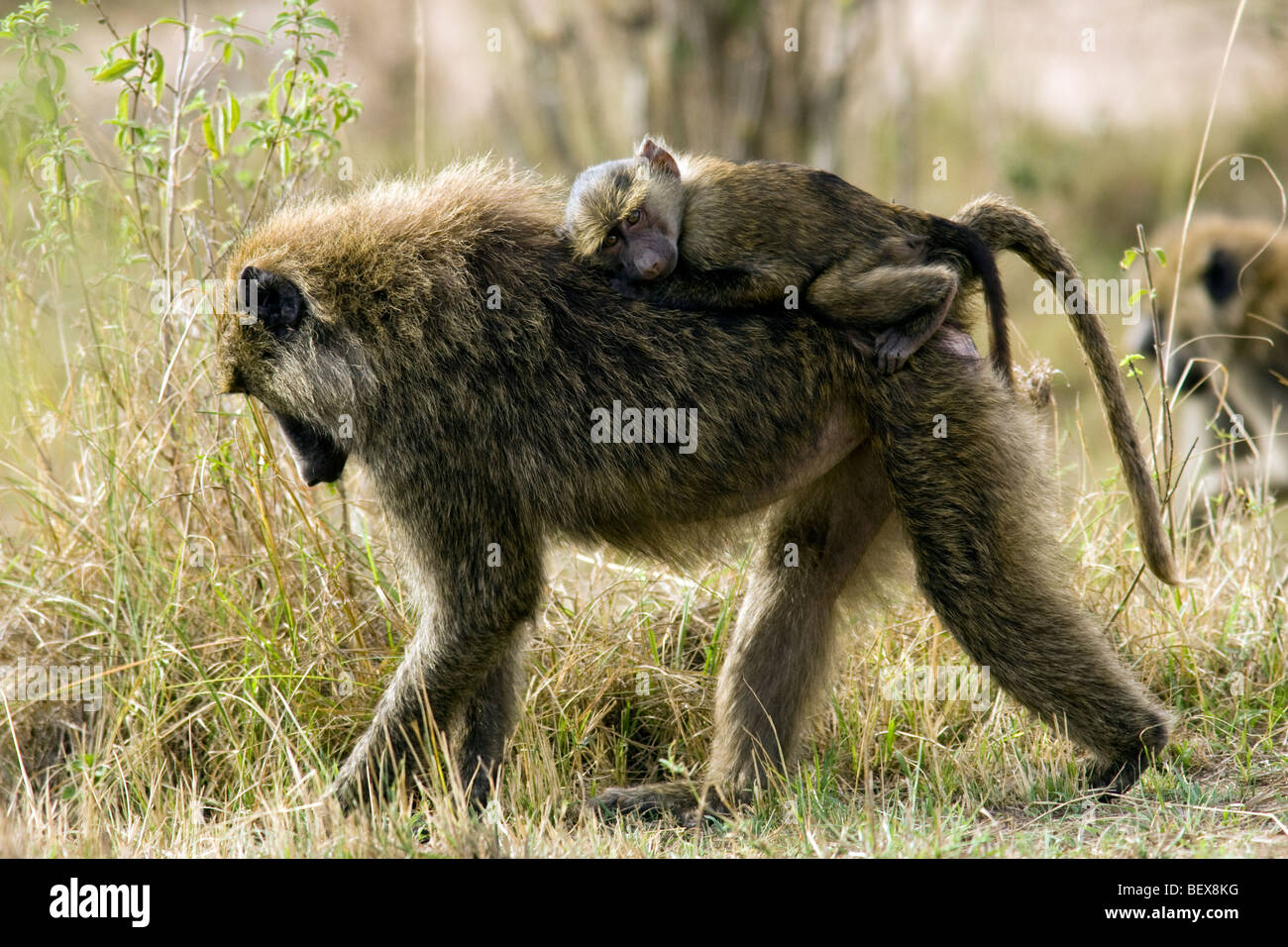 Baby babbuino Oliva equitazione sulla madre del back - Masai Mara riserva nazionale, Kenya Foto Stock