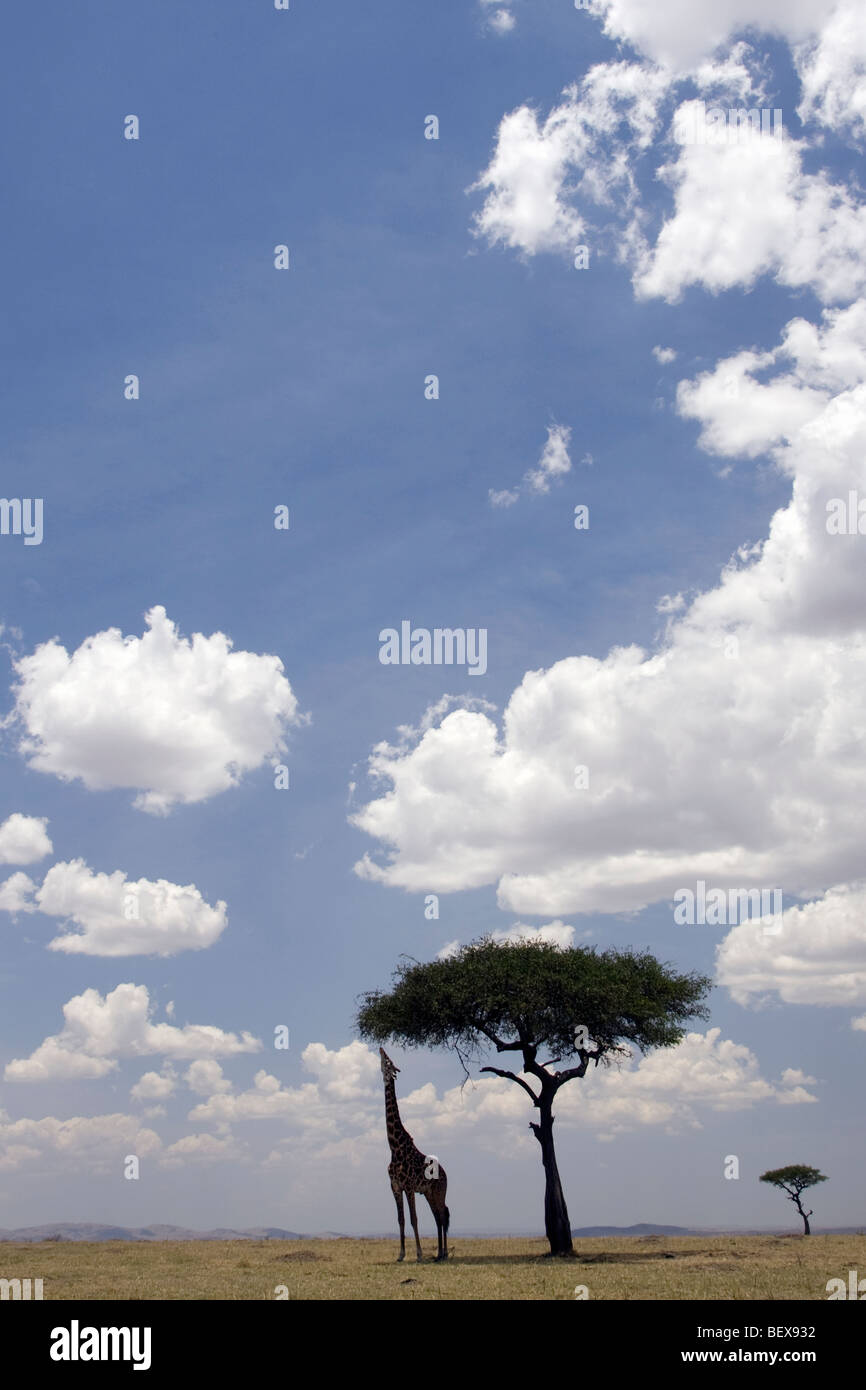 Masai Giraffe alimentazione su Acacia nel vasto panorama di Mara - Masai Mara riserva nazionale, Kenya Foto Stock