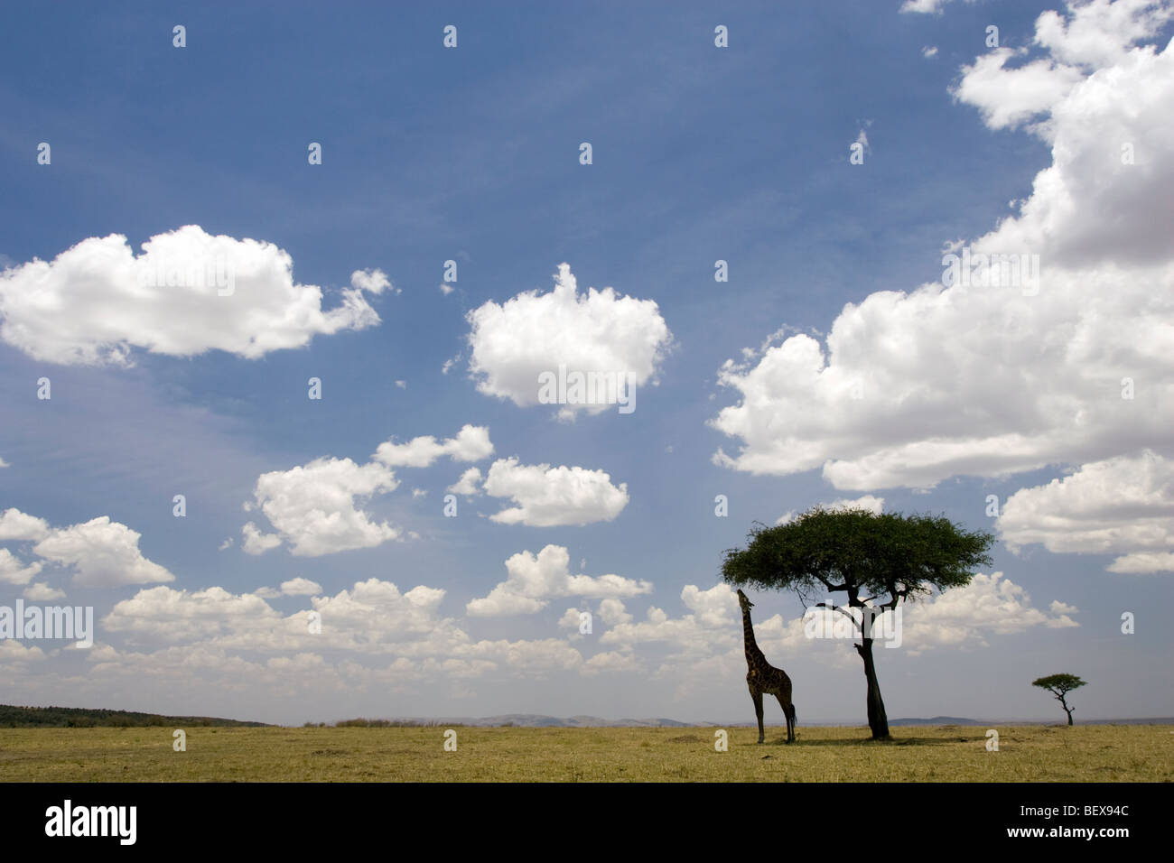 Masai Giraffe alimentazione su Acacia nel vasto panorama di Mara - Masai Mara riserva nazionale, Kenya Foto Stock
