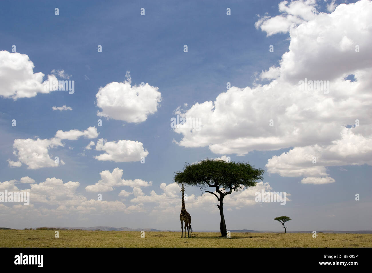 Masai Giraffe alimentazione su Acacia nel vasto panorama di Mara - Masai Mara riserva nazionale, Kenya Foto Stock