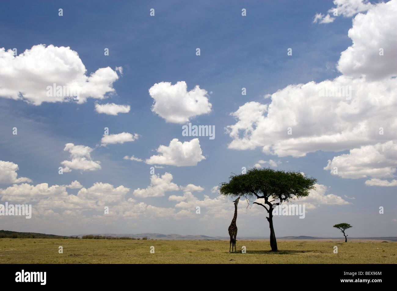 Masai Giraffe alimentazione su Acacia nel vasto panorama di Mara - Masai Mara riserva nazionale, Kenya Foto Stock
