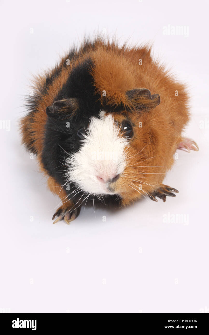 Una cavia Foto Stock