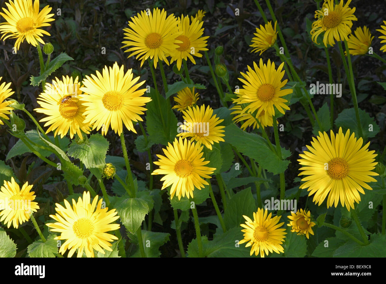 Doronicum orientale (Leopard's Bane) crescente nella National Botanic Garden of Wales, Llanarthne, Carmarthenshire, Wales, Regno Unito Foto Stock