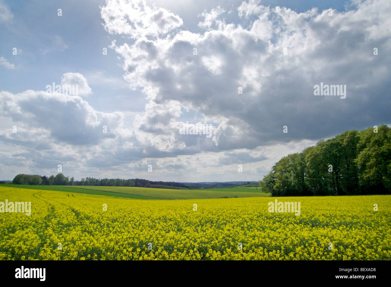 Seme di ravizzone Foto Stock