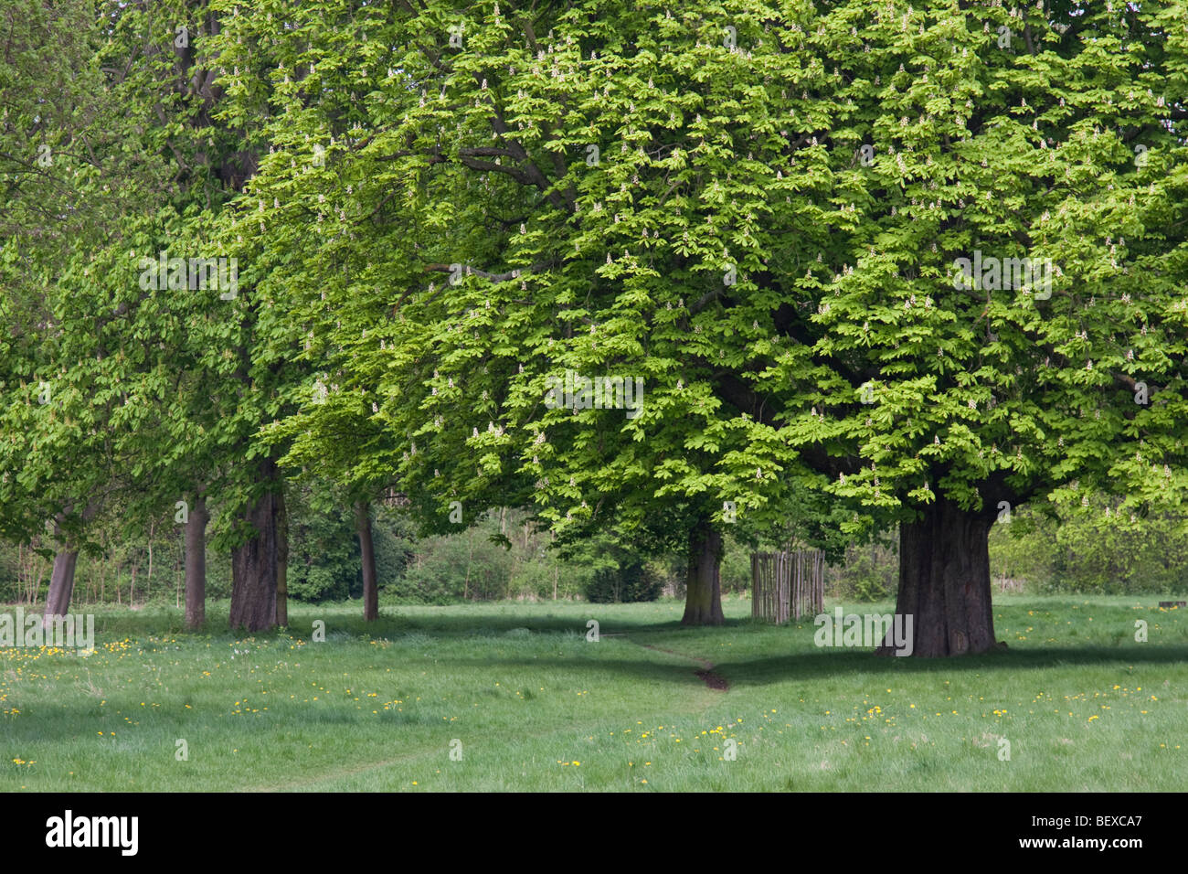 Ippocastano albero in Inghilterra, Primavera 2009 Foto Stock