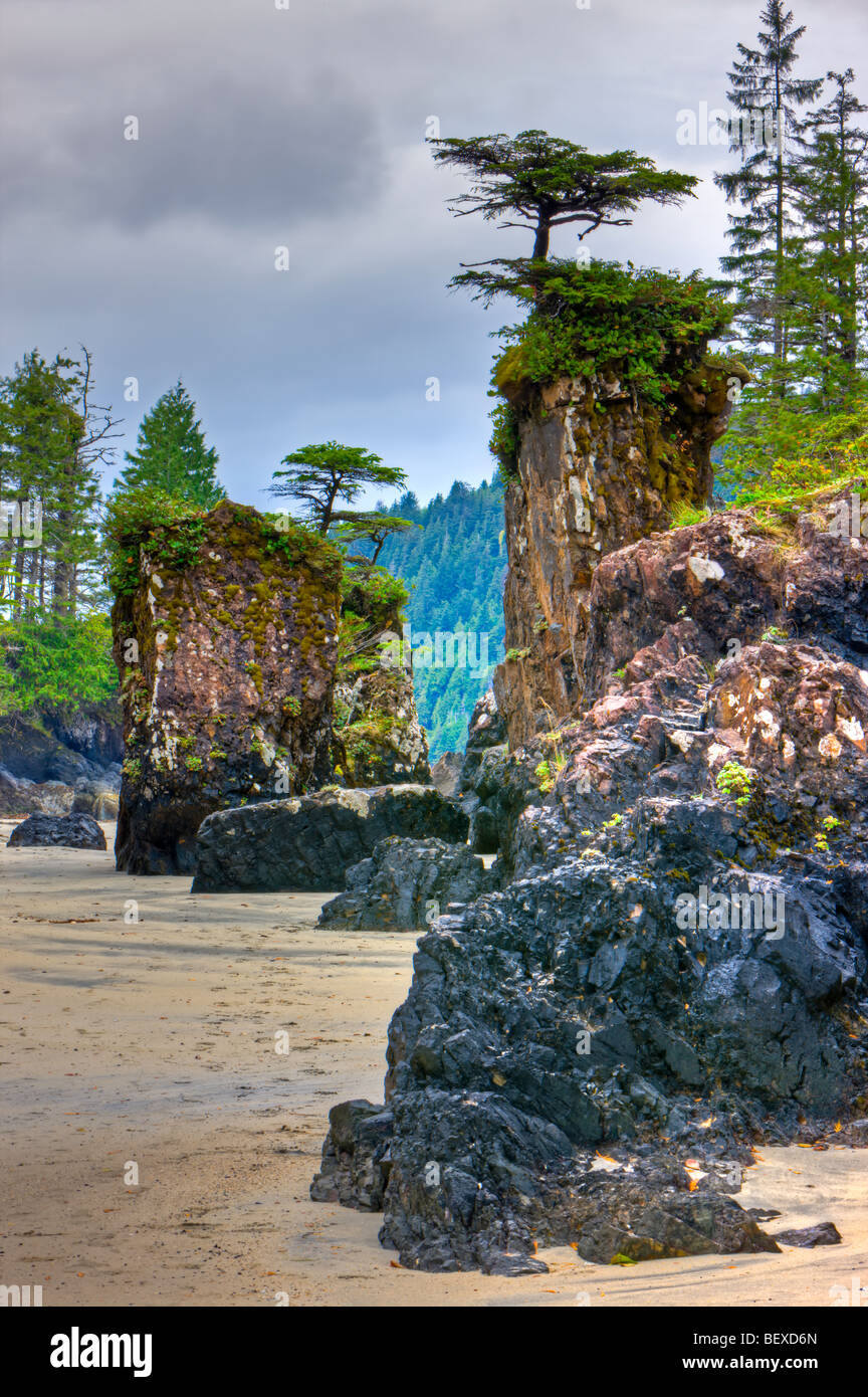 Albero sormontato mare pile lungo le sponde rocciose di San Josef Bay a Cape Scott Provincial Park, West Coast, a nord di Vancouver ISL Foto Stock