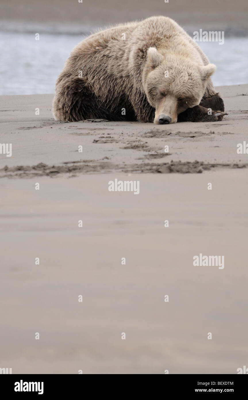 Foto di stock di un Alaskan orso bruno napping sulla spiaggia, il Parco Nazionale del Lago Clark, Alaska. Foto Stock