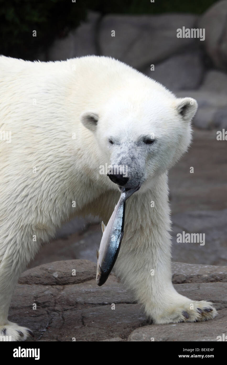 Orso polare con il pesce nella zona senza neve Foto Stock