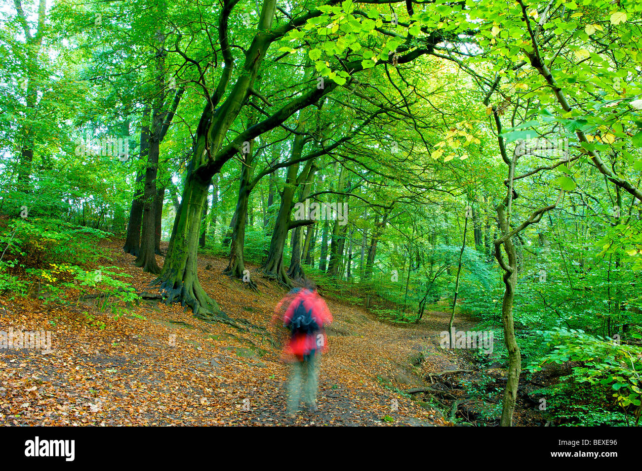 L uomo indossa cappotto rosso e zaino porta a piedi nei boschi autunnali a Chorley,Lancashire, Regno Unito Foto Stock