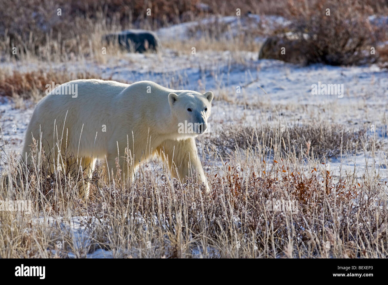 Orso polare, Ursus maritimus, camminando sulla tundra della Baia di Hudson, Churchill, Manitoba, Canada. Foto Stock