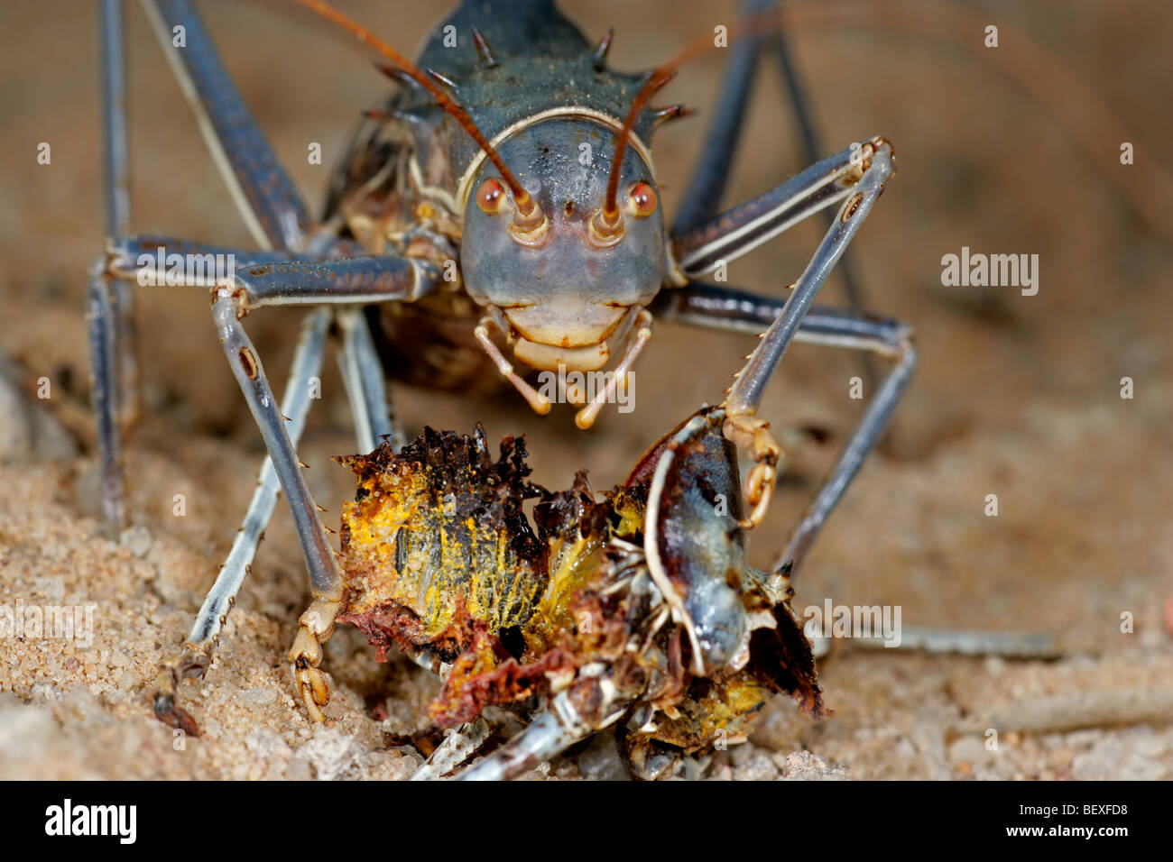 Alimentare africana di massa corazzata cricket (Famiglia Bradyporidae) Foto Stock