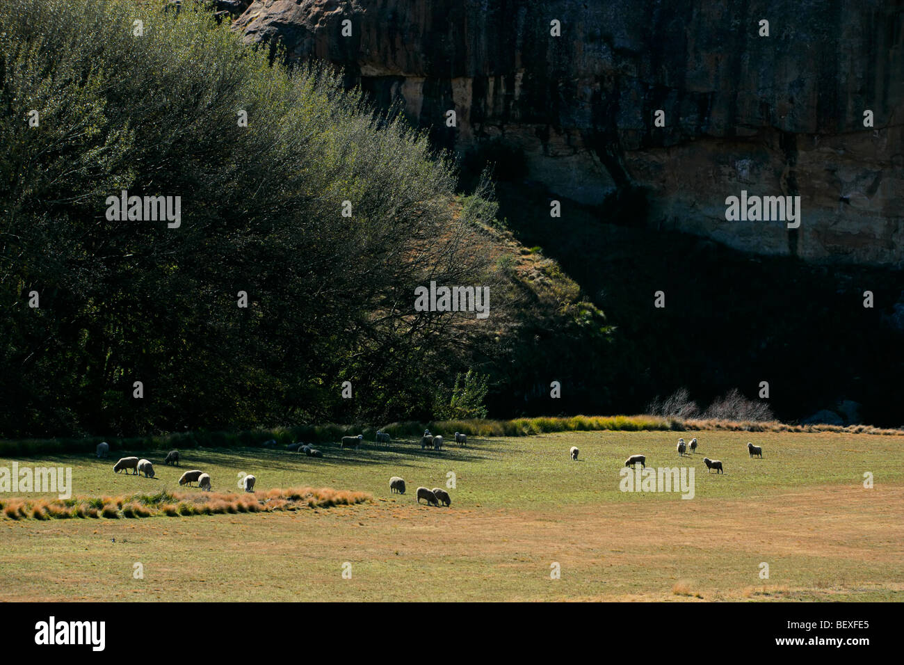 Paesaggio rurale con alberi, pascoli e pecore al pascolo, la mattina presto, Sud Africa Foto Stock