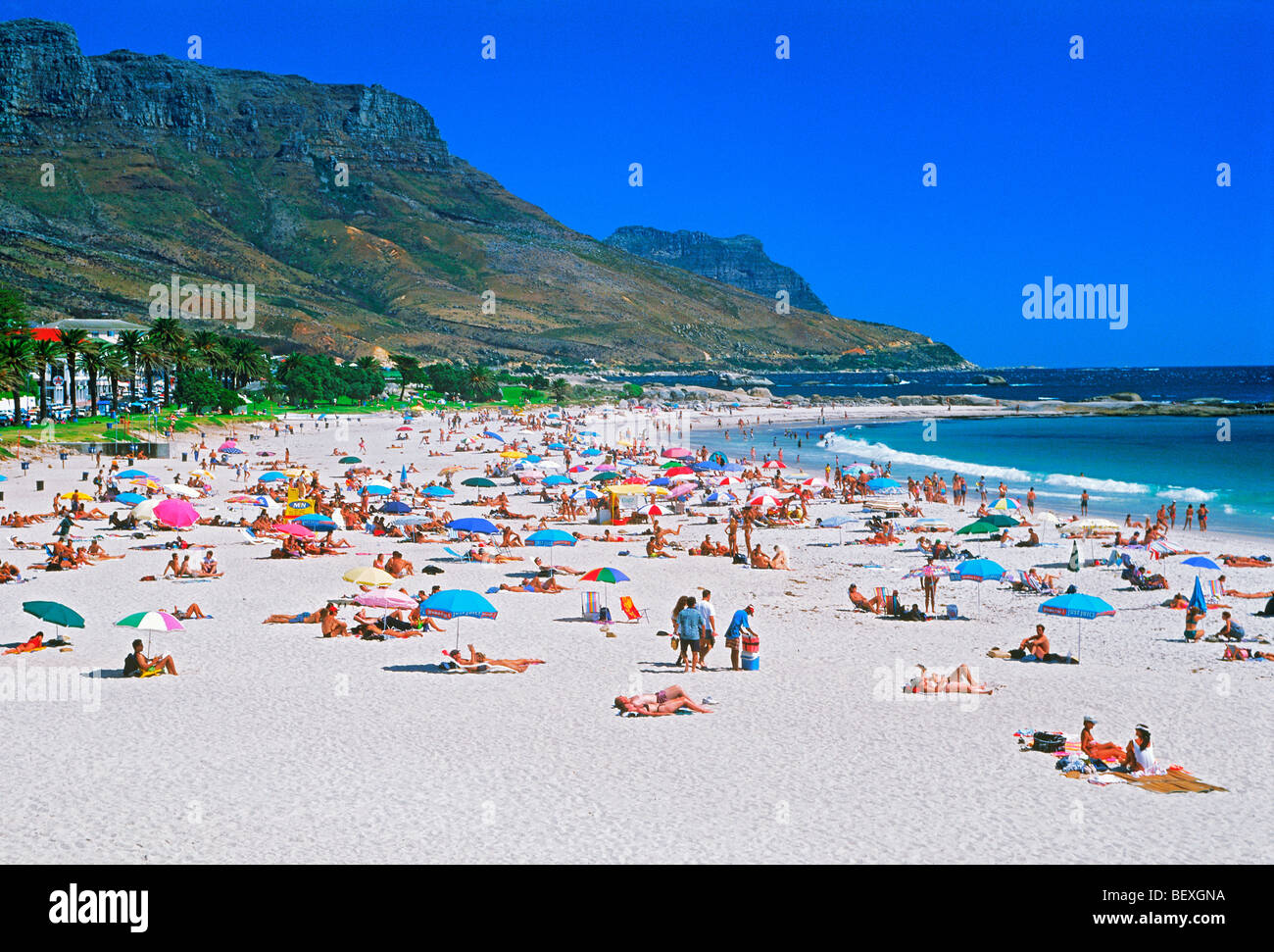 Lucertole da mare a Camps Bay sotto Table Mountain a Cape Town il Western Cape del Sud Africa Foto Stock