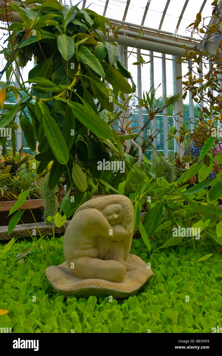 Palm tree house di Trädgårdsföreningen park il parco orticolo di Göteborg Svezia Europa Foto Stock