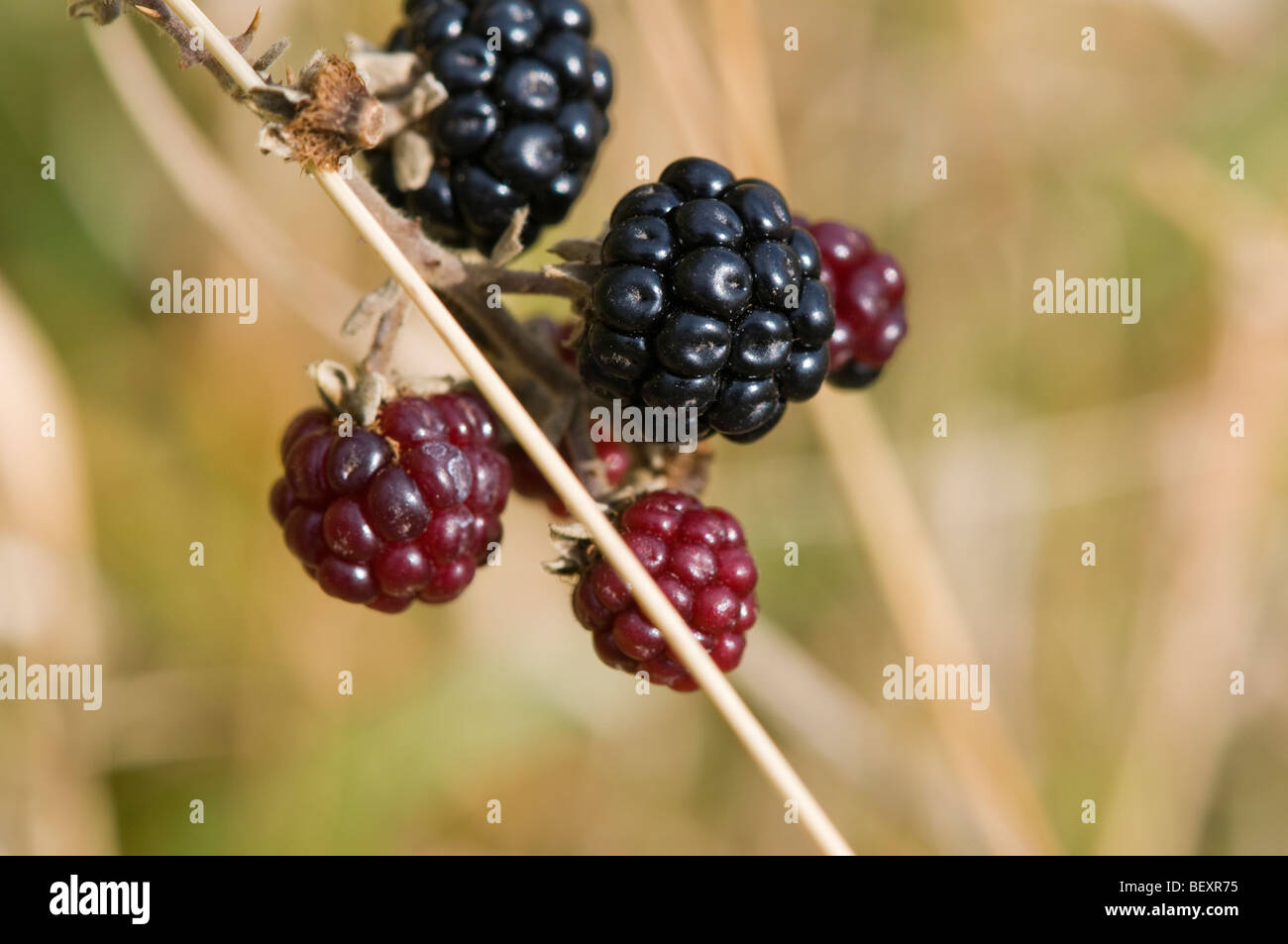 More selvatiche che crescono in una siepe di campagna Foto Stock
