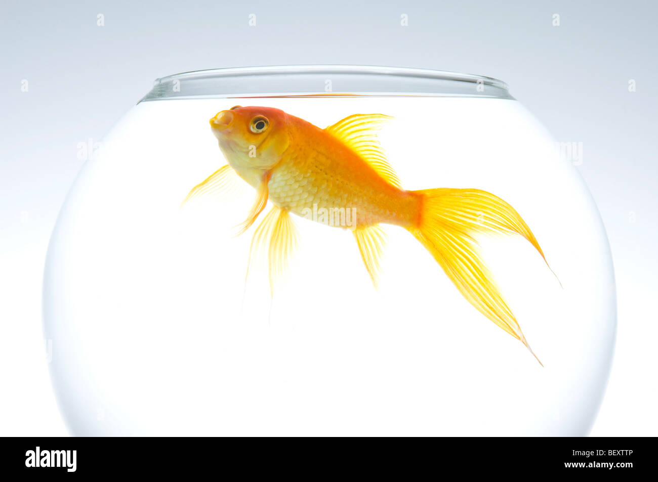 Un singolo fiocco goldfish (Carassius auratus) in una ciotola. Foto Stock