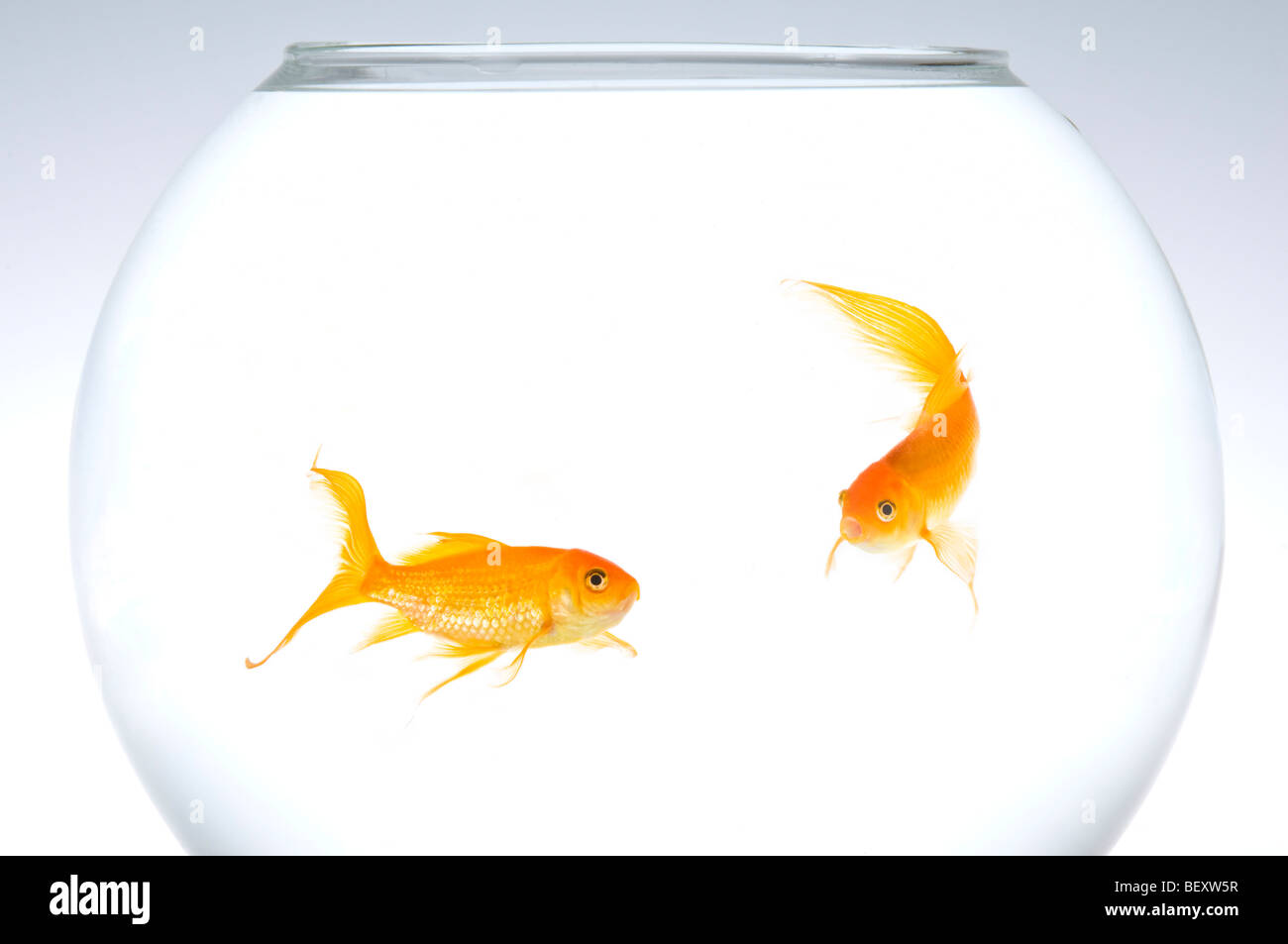 Due fiocco goldfish (Carassius auratus) in una ciotola. Foto Stock