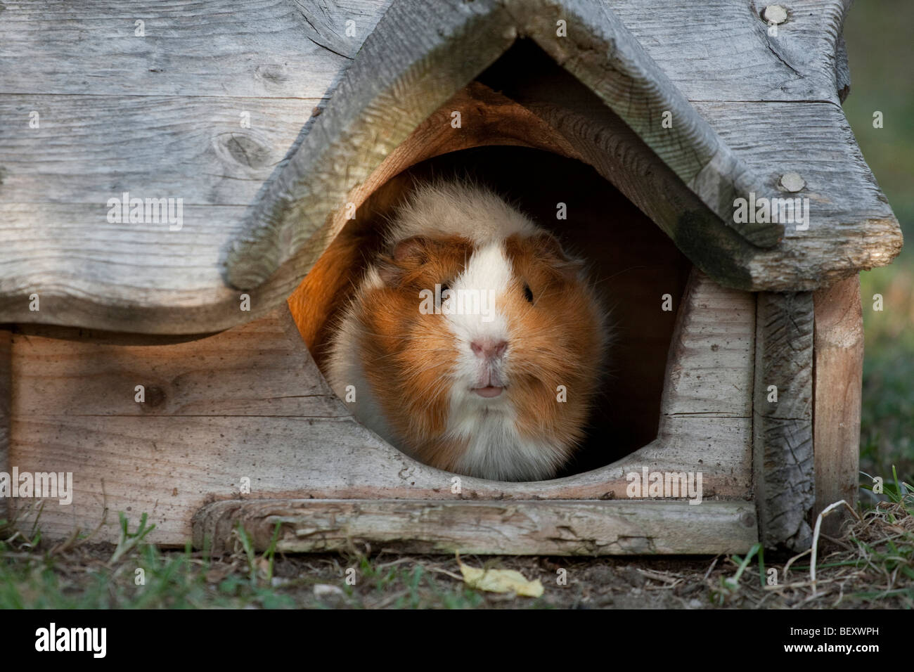 La cavia guarda al di fuori di una piccola casa Foto Stock