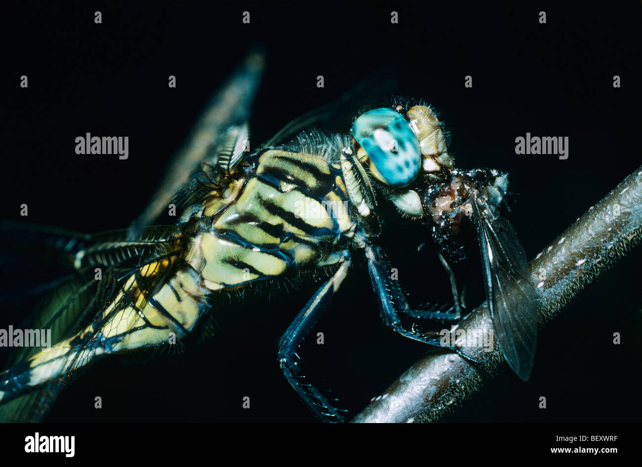 Oasis skimmer dragonfly (Orthetrum sabina: Libellulidae) maschio di mangiare un insetto, Kenya Foto Stock