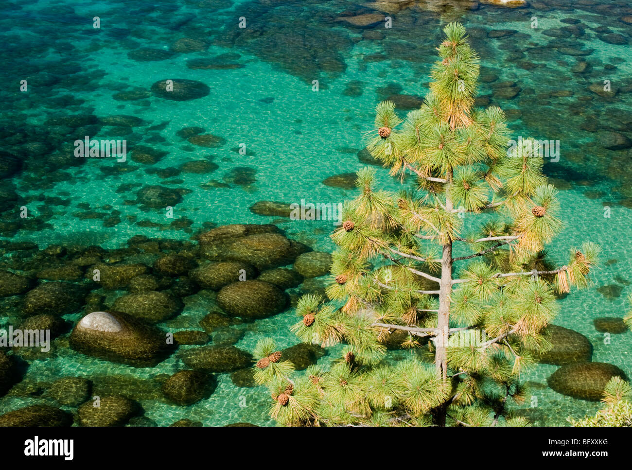 Ponderosa Pine e massi di granito, Sand Harbor del Parco Statale di Lake Tahoe, Nevada Foto Stock