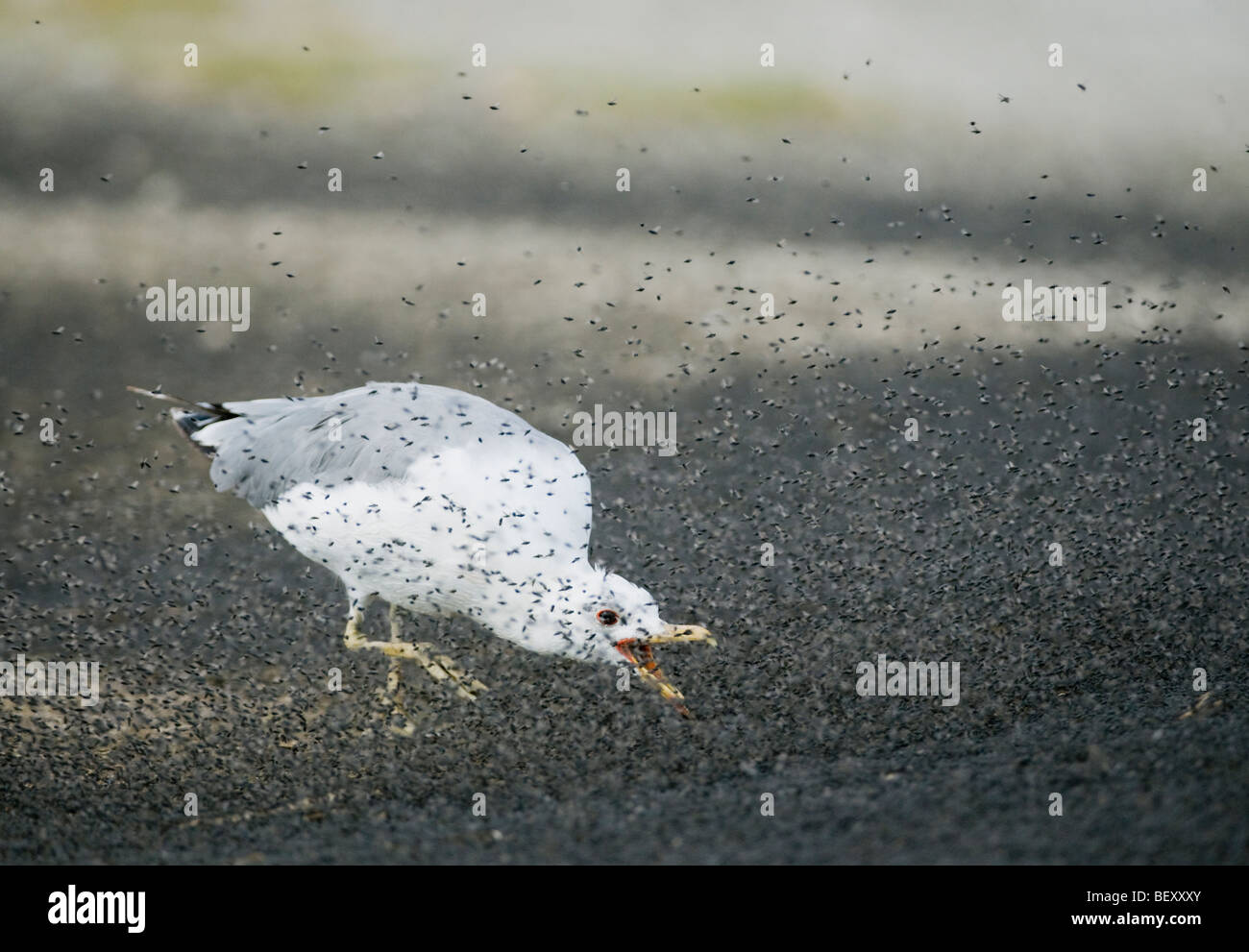 California Gull (Larus californicus) alimentazione sulle mosche alcalino (Ephydra hians) Mono Lago, California Foto Stock