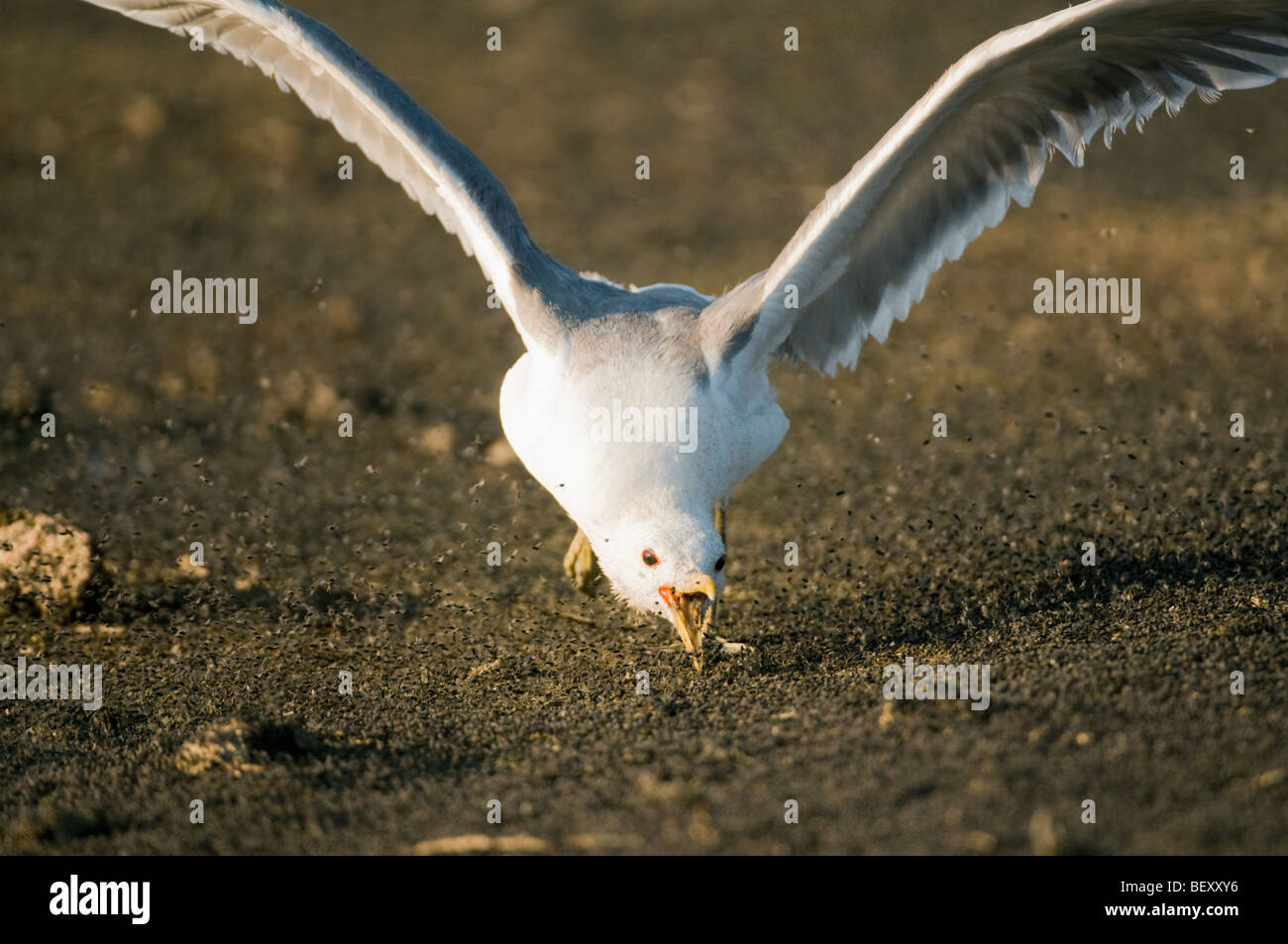 California Gull (Larus californicus) alimentazione sulle mosche alcalino (Ephydra hians) Mono Lago, California Foto Stock