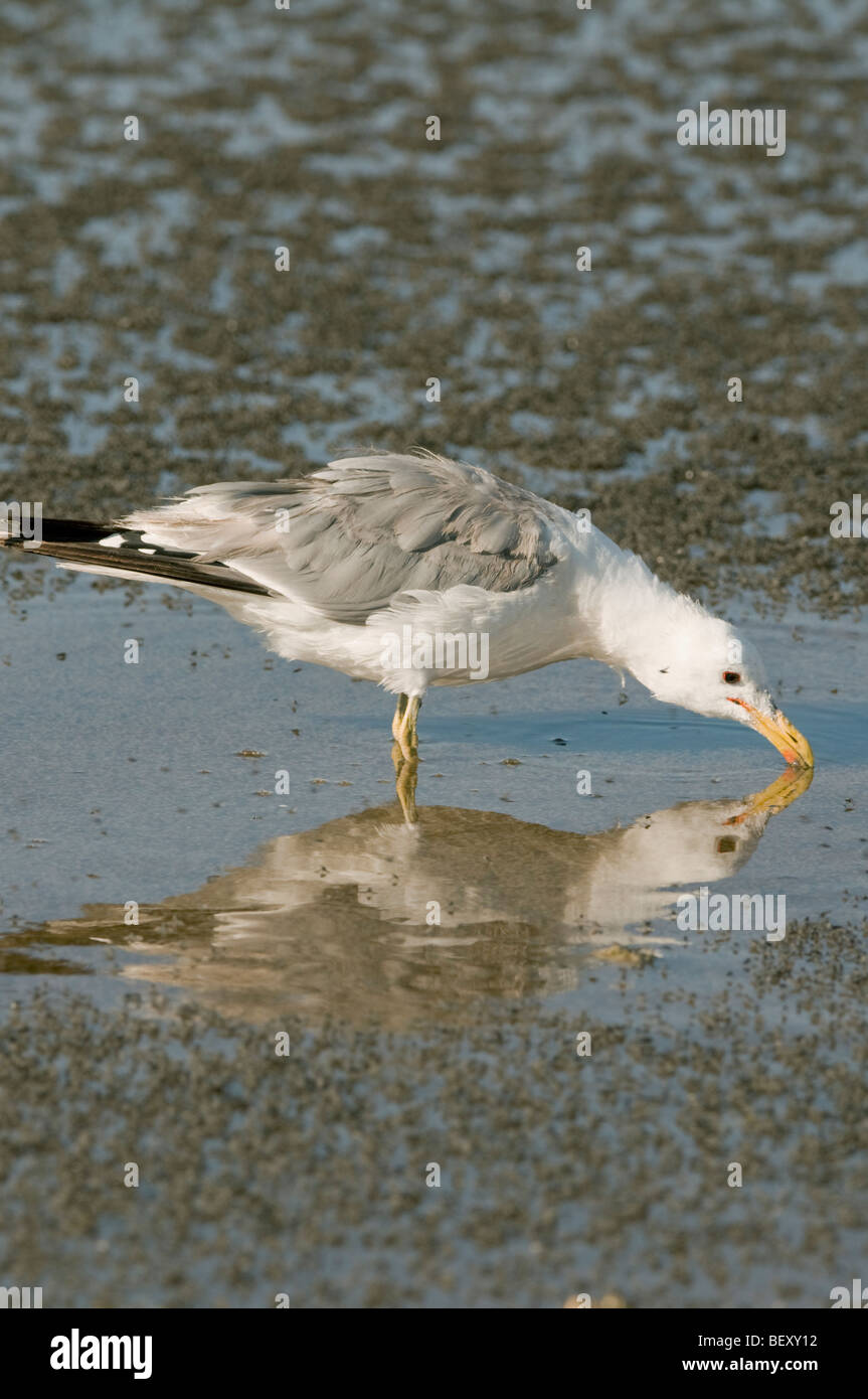 California Gull (Larus californicus) alimentazione sulle mosche alcalino (Ephydra hians) Mono Lago, California Foto Stock