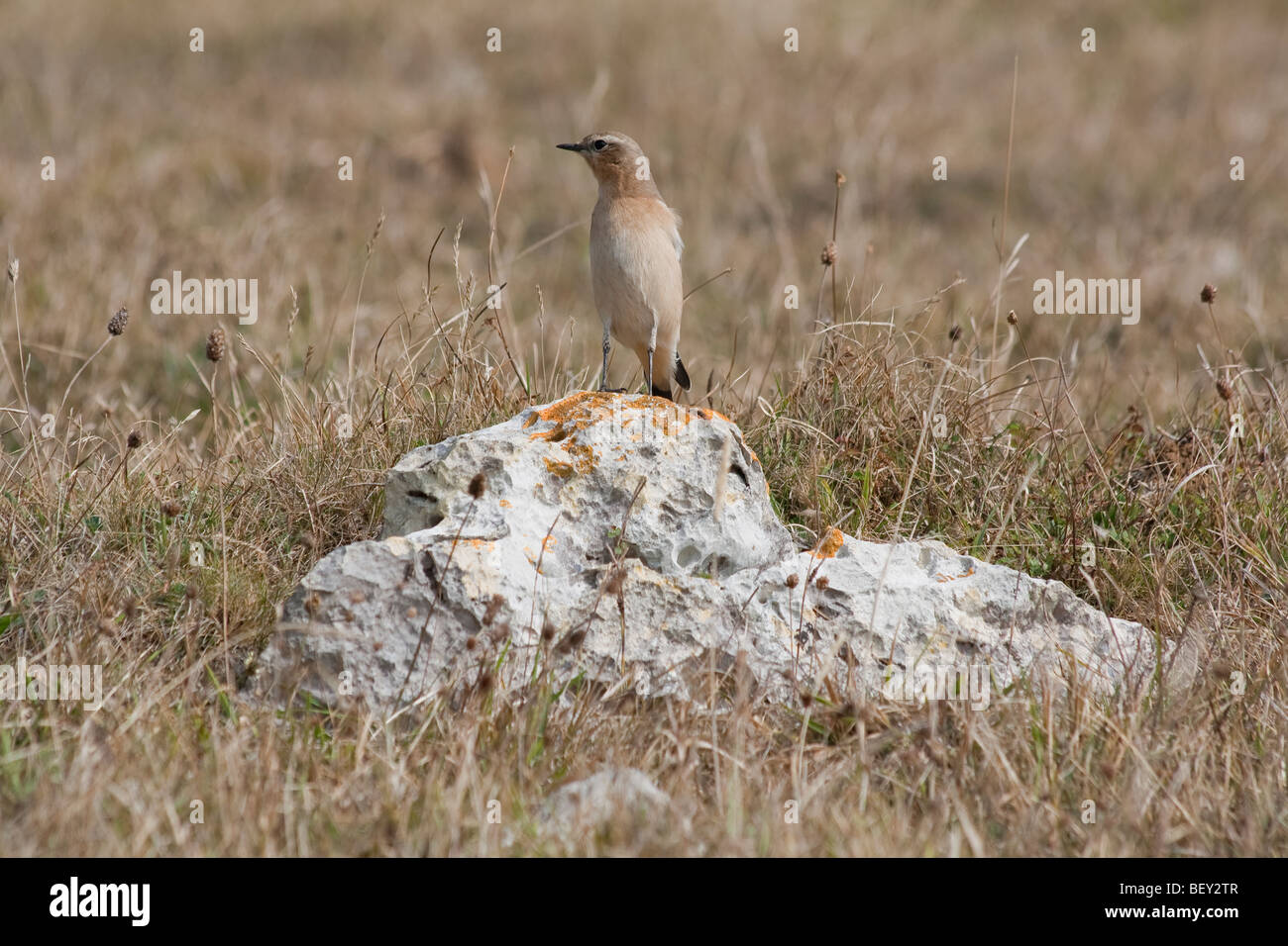 Culbianco sul dosso roccioso, Dorset, Regno Unito Foto Stock