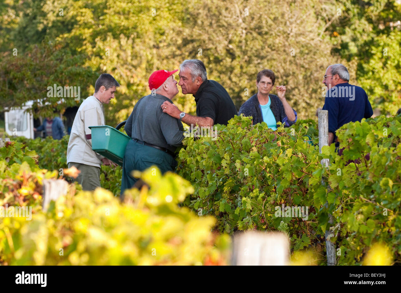 Uomini francesi nella vigna saluto con un bacio - sud-Touraine, Francia. Foto Stock