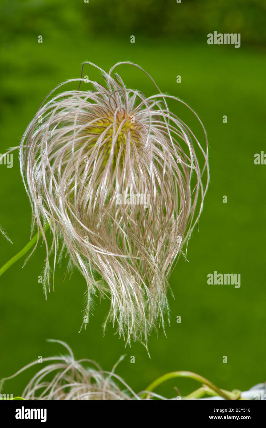 Autunno teste di seme di Clematis flower garden giardinaggio testa di recinzione capelli lunghi hairy frutta stand fruttifero luce bianca rosa CLEMATIS Foto Stock