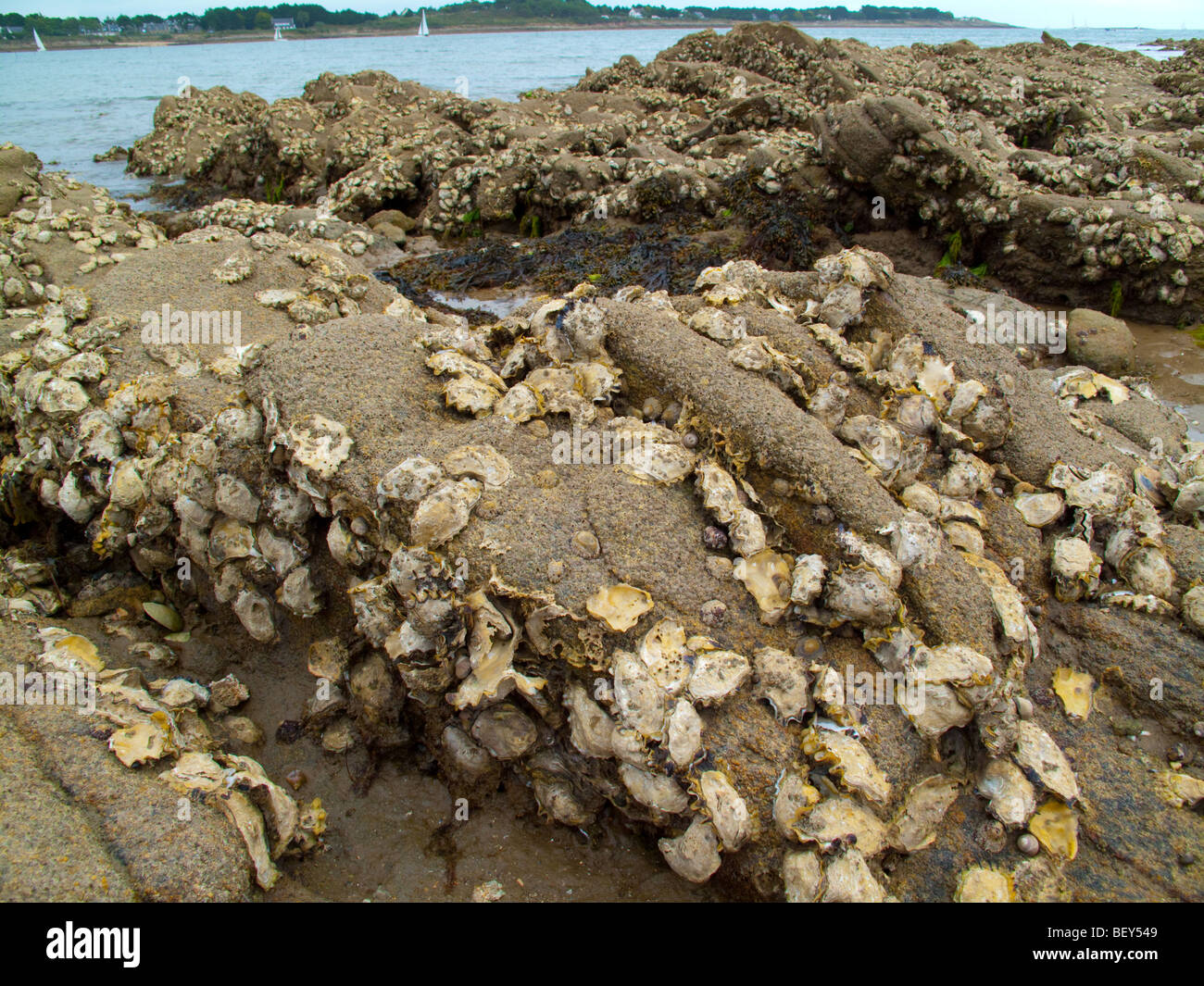 Ostriche e conchiglie sulle rocce al lowtide su una spiaggia nei pressi di La Trinite Sur Mer, Bretagna Francia Foto Stock