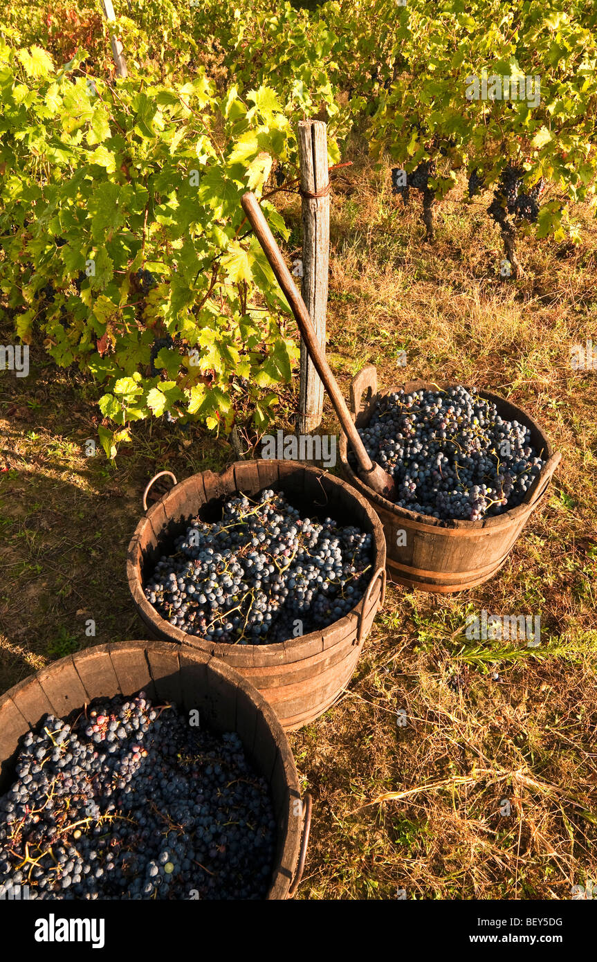 Legno vasche riempite con raccolte Pinot Nero - sud-Touraine, Francia. Foto Stock